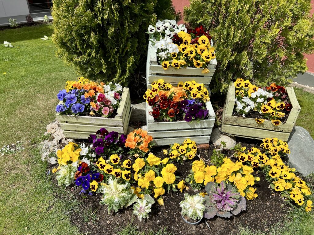 Flors jardí 1